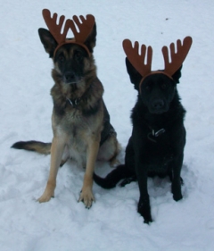 Aragorn zu Treuen Handen IPO3 SchH3 ceridwen antlers